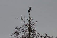 Winterwanderung Natur- u. Vogelfreunde Münchholzhausen e. V. 25.01.2025